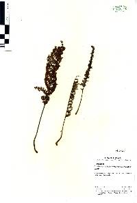 Cheilanthes notholaenoides image