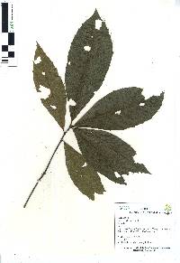 Quercus skinneri image