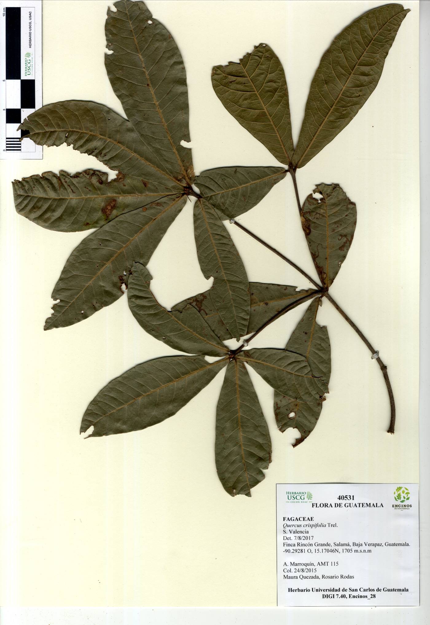 Quercus crispifolia image