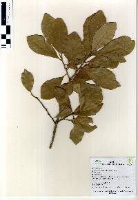 Image of Quercus oleoides