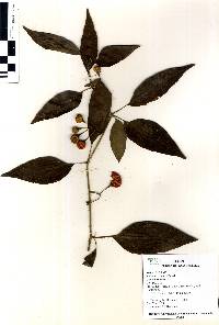 Solanum aturense image