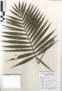 Image of Chamaedorea elegans