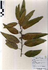 Image of Quercus polymorpha