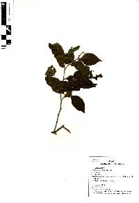 Cordia truncatifolia image