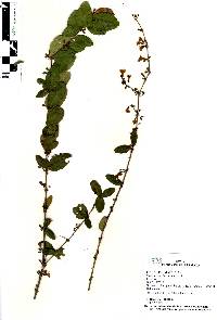 Porophyllum ruderale image