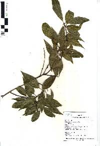 Image of Quercus acatenangensis