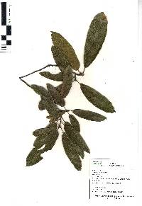 Quercus castanea image