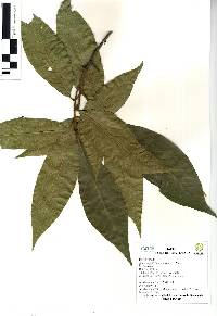 Quercus seemannii image