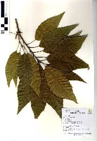 Quercus skinneri image