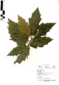 Image of Quercus acutifolia