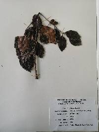 Metopium brownei image