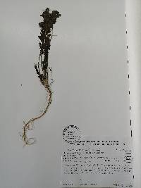 Image of Apium graveolens