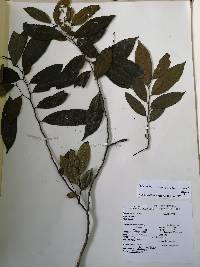 Desmopsis lanceolata image