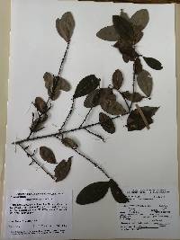 Image of Achatocarpus nigricans