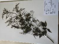Rhus terebinthifolia image