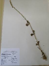 Image of Cyathula achyranthoides