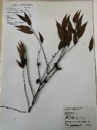 Image of Xylopia frutescens