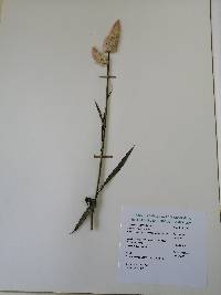 Image of Celosia argentea