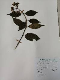 Image of Viburnum blandum