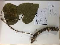 Aristolochia leuconeura image