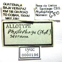 Phyllophaga serrana image