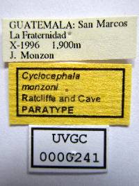 Cyclocephala monzoni image