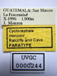 Cyclocephala monzoni image