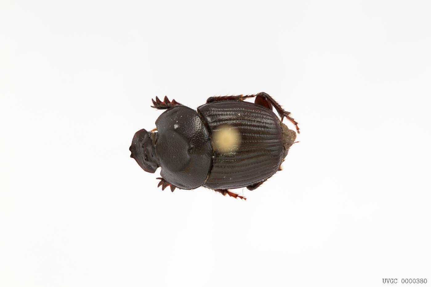 Onthophagus breviconus image