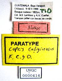 Copris caliginosus image