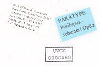 Perilypus schusteri image