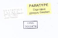 Oxycoleus piceus image