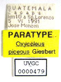Image of Oxycoleus piceus
