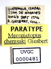 Mecometopus chemsaki image