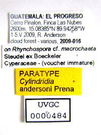 Cylindridia andersoni image