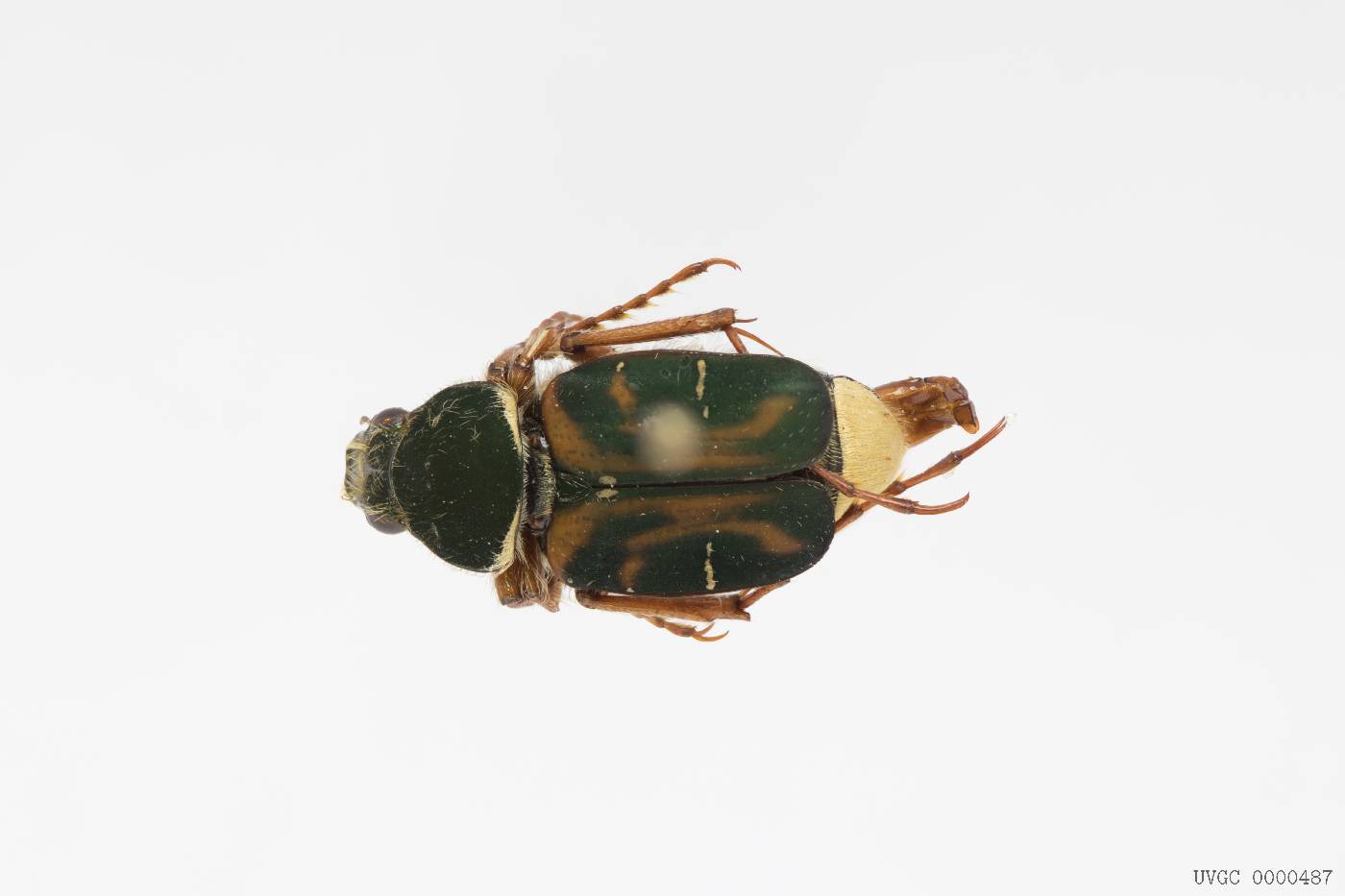 Scarabaeidae image