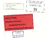Glaphyrosoma magnaproctalis image