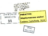Glaphyrosoma anderi image