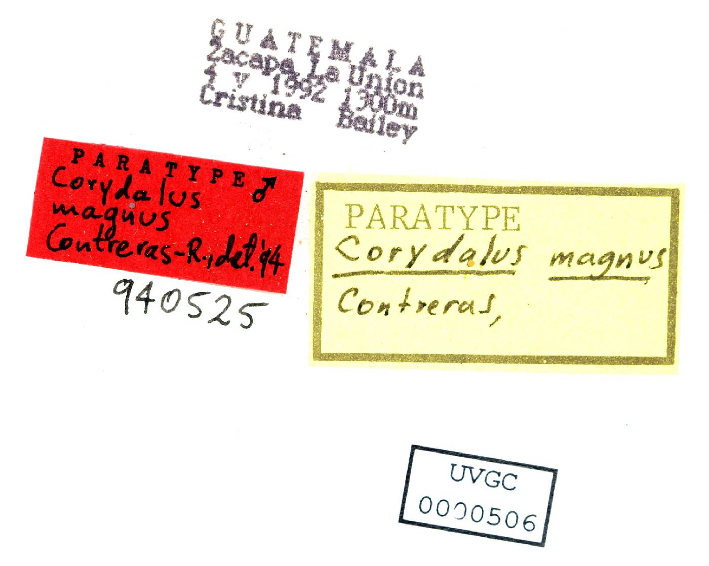 Corydalus magnus image