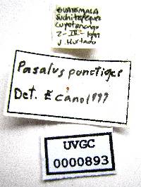 Passalus halffterorum image