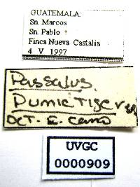 Passalus halffterorum image