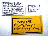 Phyllophaga badbunnyi image