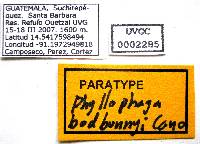 Phyllophaga badbunnyi image