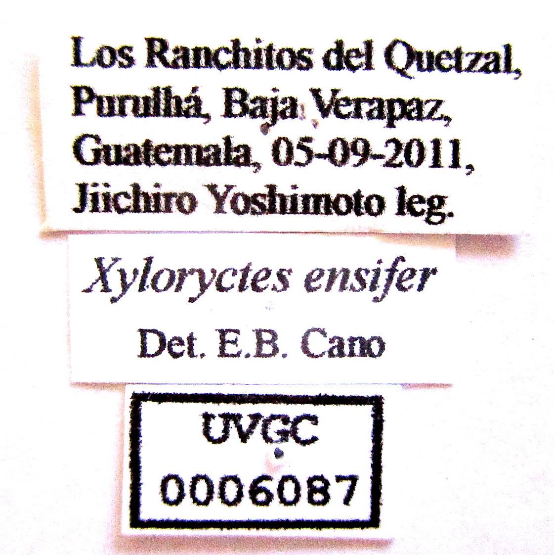 Xyloryctes ensifer image
