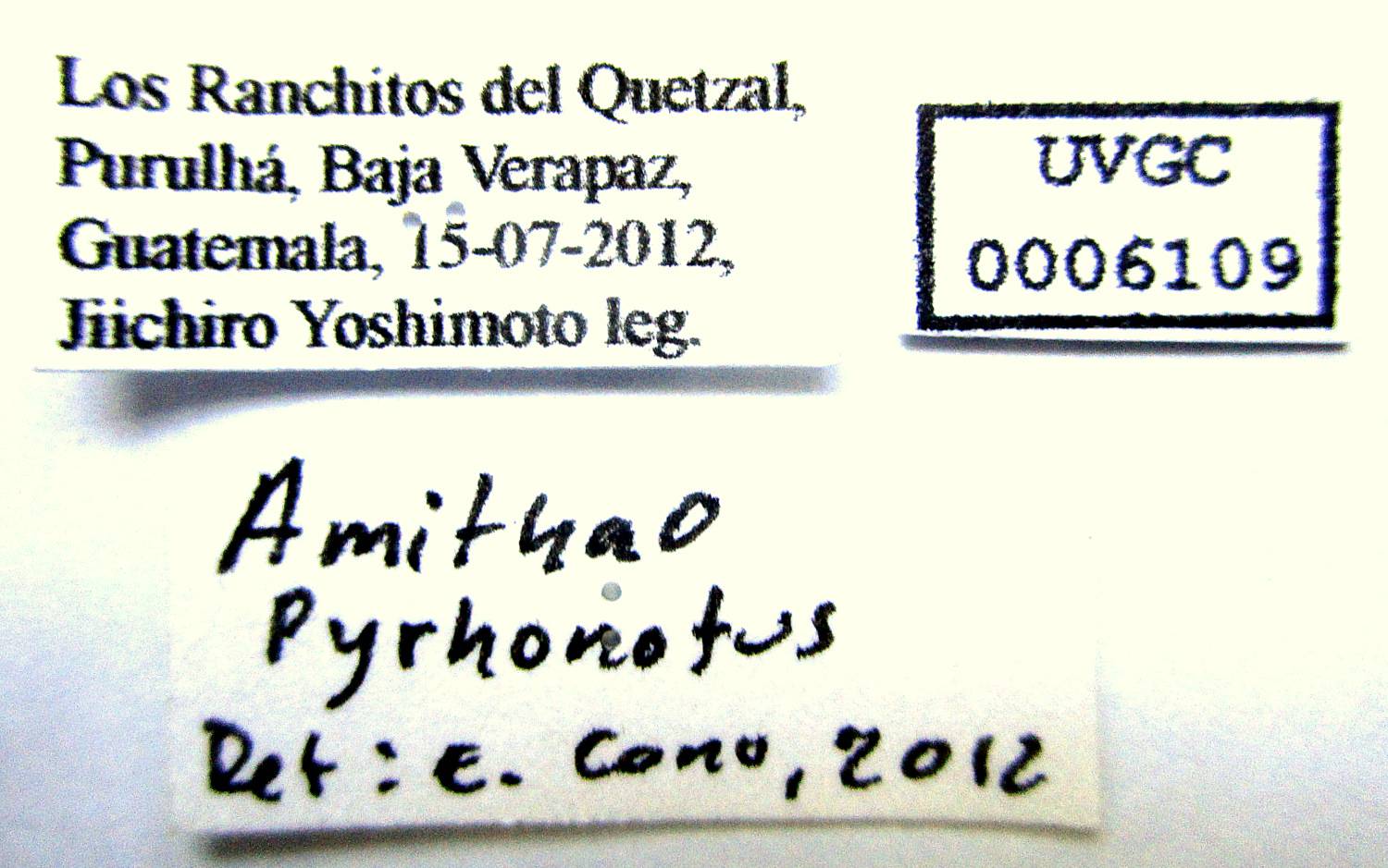 Amithao pyrrhonotus image