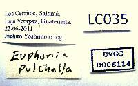 Euphoria pulchella image