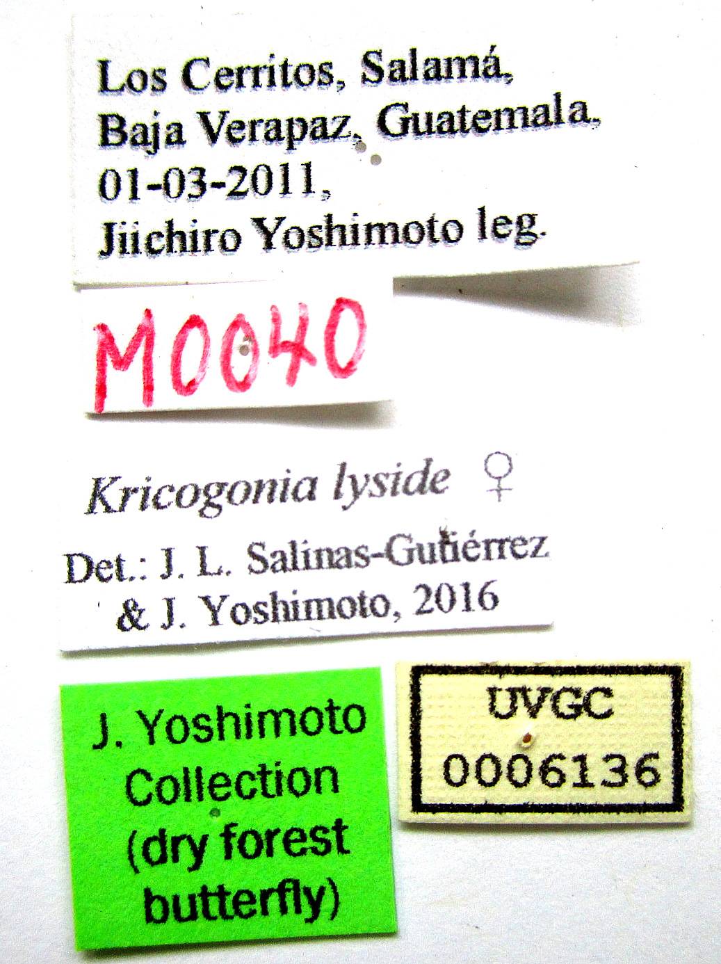 Kricogonia lyside image