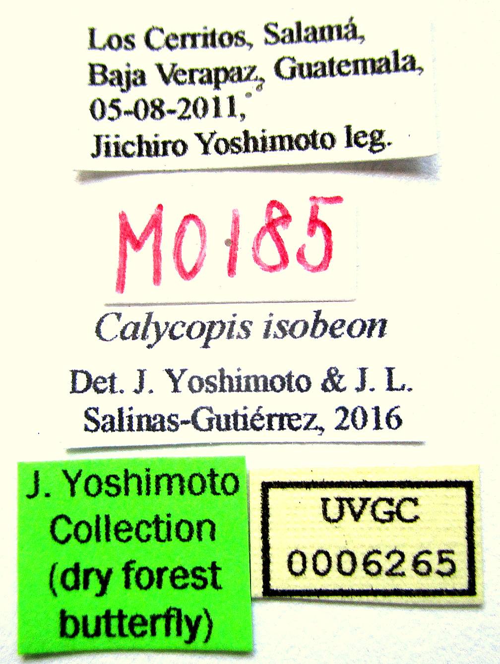 Calycopis isobeon image