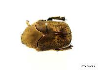 Image of Hologymnetis margaritis