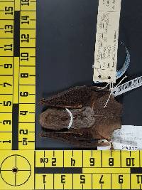 Pteronotus davyi image