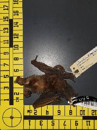 Tonatia saurophila image